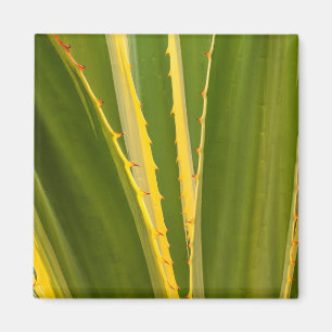 Pflanze Abstrakt Magnet