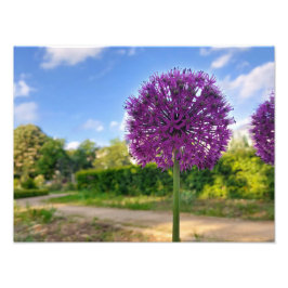 Pflanze Allium Foto Prints
