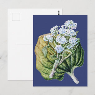 Pflanze Antique Myosotidium Hortensia Botanisch Postkarte