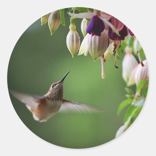 Pflanze-Aufkleber für Hummingvogel und Fushia-Blum Runder Aufkleber (Vorderseite)