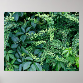 Pflanze aus Kens Garten Poster