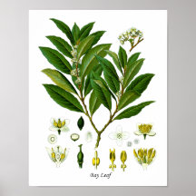 Pflanze "Bay Leaf" Illustration Herb Wall Decke