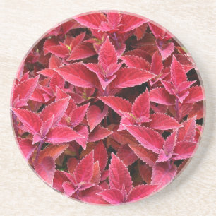 Pflanze-/Blume-Serie - Untersetzer Red Coleus