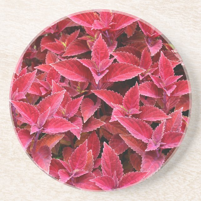 Pflanze-/Blume-Serie - Untersetzer Red Coleus (Vorne)