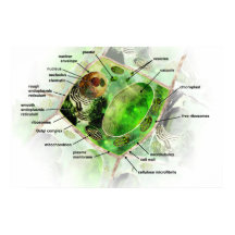 Pflanze Cell Poster