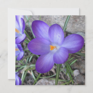 Pflanze Crocus Garden