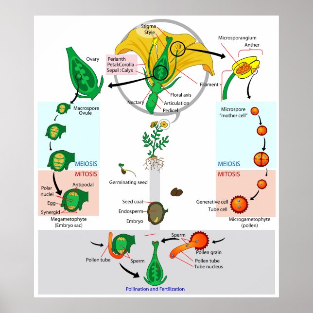 Pflanze der Blume Angiosperm Lebenszyklus Diagramm Poster (Vorne)