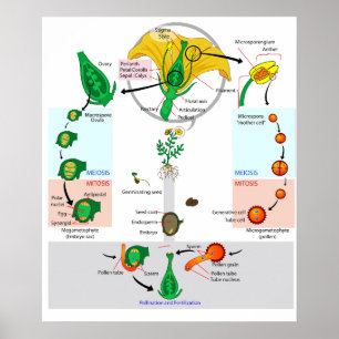 Pflanze der Blume Angiosperm Lebenszyklus Diagramm Poster