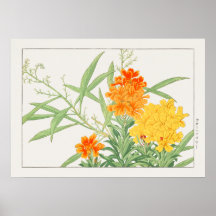 Pflanze der Wallblumen, Gelb- und Orangenblume, Bl