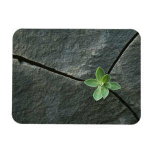 Pflanze, die in gebrochenem Boulder wächst Magnet