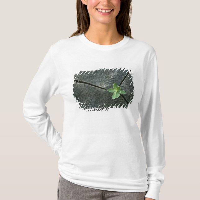 Pflanze, die in gebrochenem Boulder wächst T-Shirt (Vorderseite)