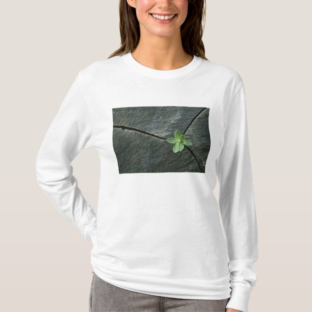 Pflanze, die in gebrochenem Boulder wächst T-Shirt (Vorderseite)