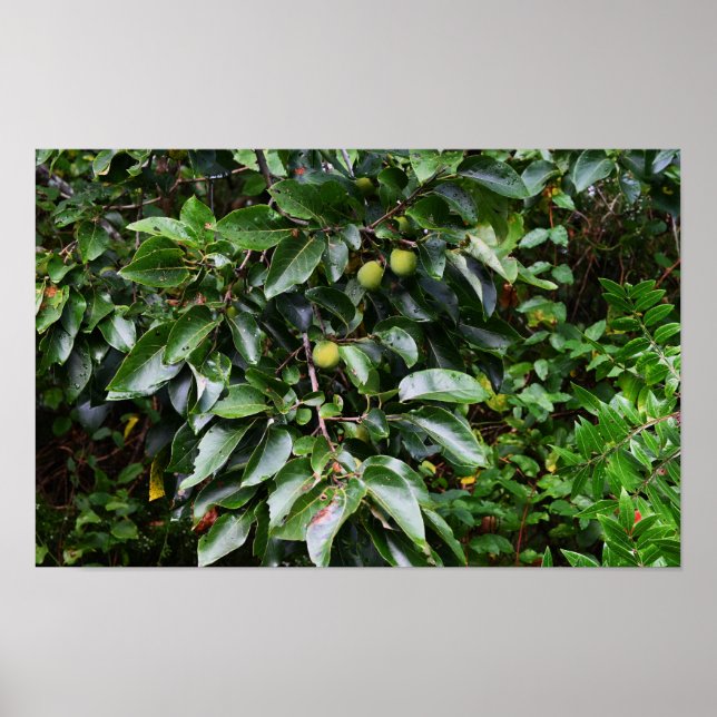 Pflanze Foto Poster (Vorne)