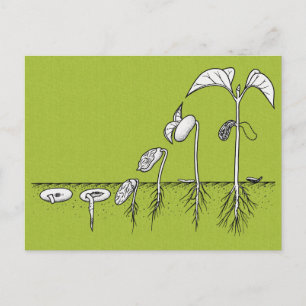 Pflanze Germination Illustration Postkarte