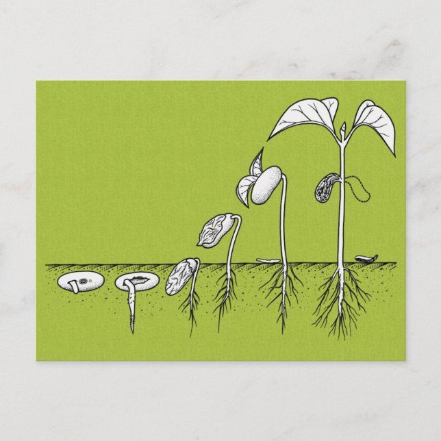 Pflanze Germination Illustration Postkarte (Vorderseite)