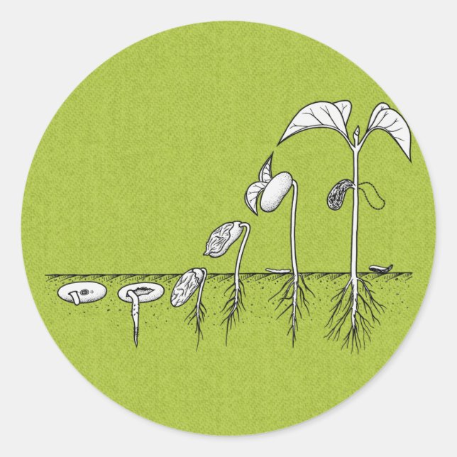 Pflanze Germination Illustration Runder Aufkleber (Vorderseite)