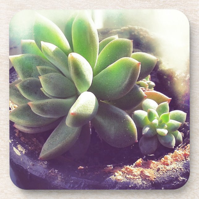 Pflanze Hen und Chicks Untersetzer (Vorderseite)