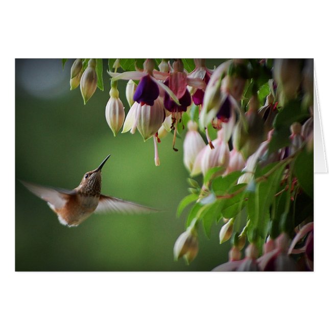 Pflanze Hummingbird und Fushia (Vorderseite (Horizontal))