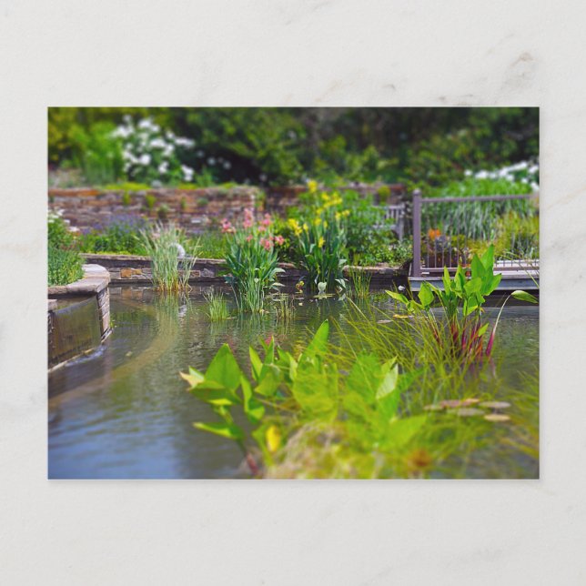 Pflanze in den Powell Gardens, Kansas City Postkarte (Vorderseite)