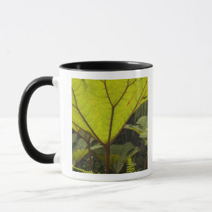 Pflanze in einem botanischen Garten, Ecuador 2 Tasse