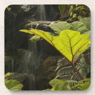 Pflanze in einem botanischen Garten, Ecuador Untersetzer