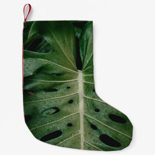 Pflanze Kleiner Weihnachtsstrumpf
