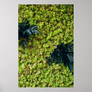 Pflanze mit grüner Blattfarbe Poster