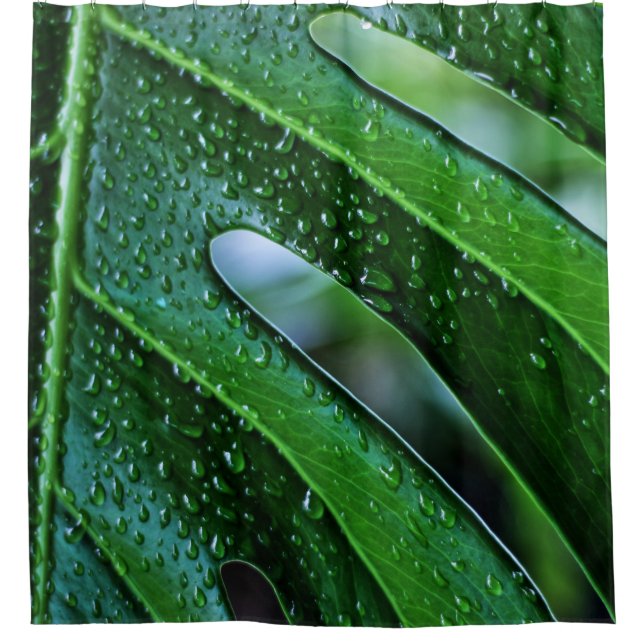 Pflanze Monstera Duschvorhang (Vorderseite)