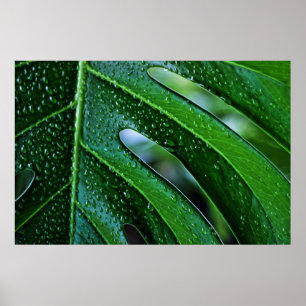 Pflanze Monstera Poster