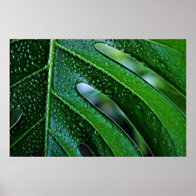 Pflanze Monstera Poster (Vorne)