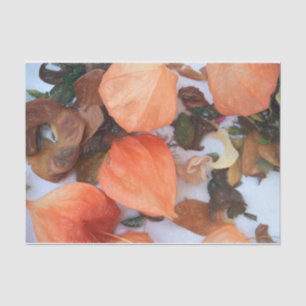 Pflanze Orange Chinesische Lanterns Seidenpapier