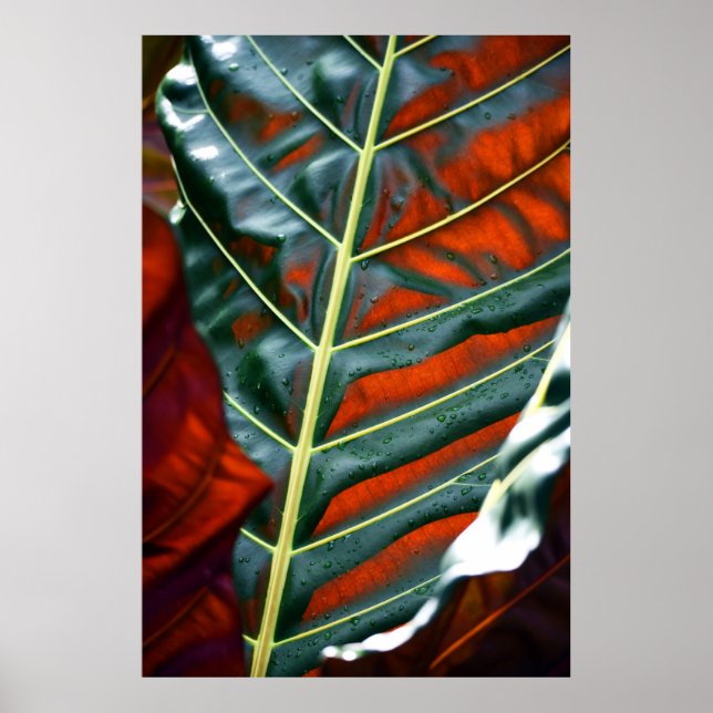 Pflanze Poster (Vorne)