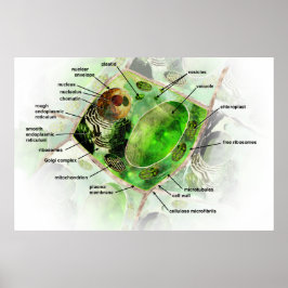 Pflanze Poster