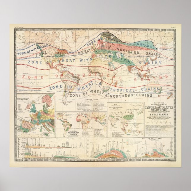 Pflanze Poster (Vorne)