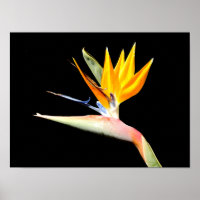 Pflanze-Poster "Bird of Paradise"