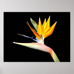 Pflanze-Poster "Bird of Paradise" Poster