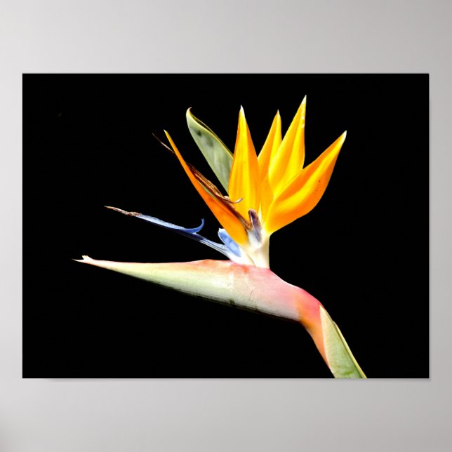 Pflanze-Poster "Bird of Paradise" Poster (Vorne)