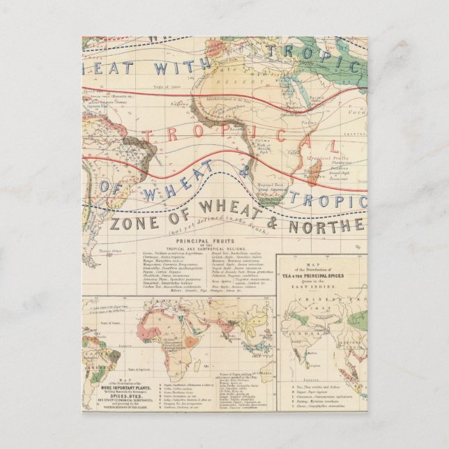 Pflanze Postkarte (Vorderseite)