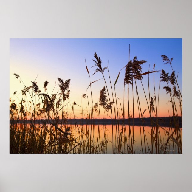 Pflanze Silhouette am Seeufer Poster (Vorne)