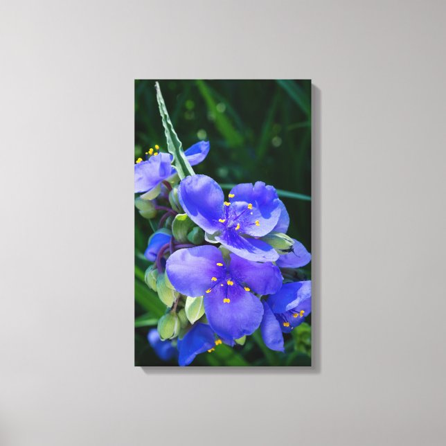 Pflanze Spiderwort im Vollblut Leinwanddruck (Vorderseite)
