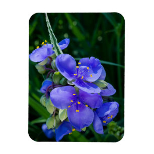 Pflanze Spiderwort im Vollblut Magnet