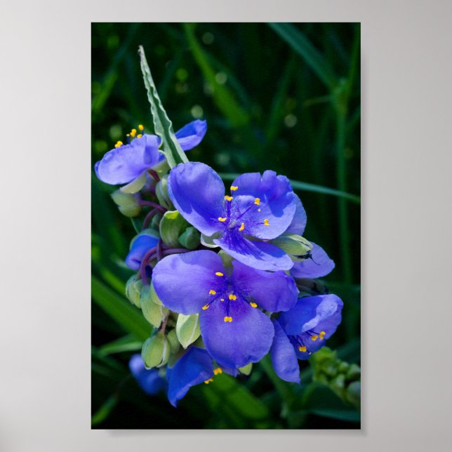 Pflanze Spiderwort im Vollblut Poster (Vorne)