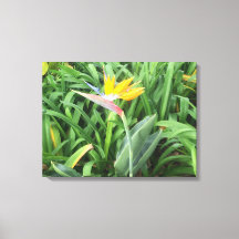 Pflanze (Strelitzia)