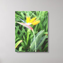 Pflanze (Strelitzia)