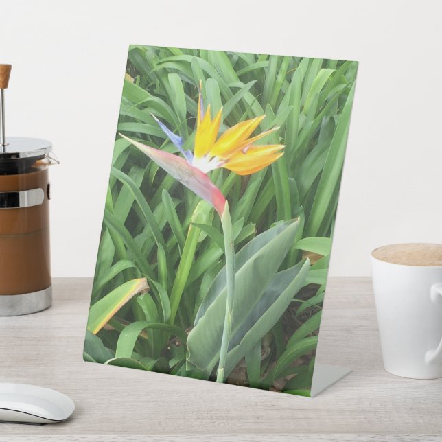 Pflanze (Strelitzia) Sockelschild (In SItu)