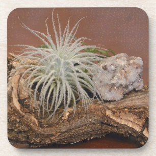 Pflanze Tillandsia Tectorum Untersetzer