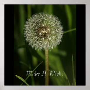 Pflanze und Wasserbildgebung Poster