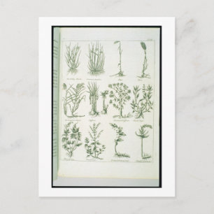 Pflanze von Culpeper 'English Physician and Comp Postkarte
