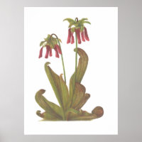 Pflanze von Fleischfressern - Sarracenia psittacin