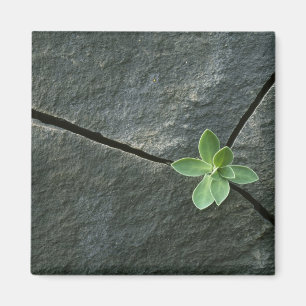 Pflanze wächst im Rackboulder Magnet